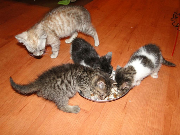 Koty do adopcji #adopcja #adopcje #Gliwice #kocięta #kot #kotki #koty #pomoc #przygarnę #schronisko #zaadoptuję #zwierzęta