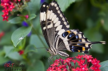 Kolejny motylek z MaxiPark w Hamm #makro #Motylek #naris