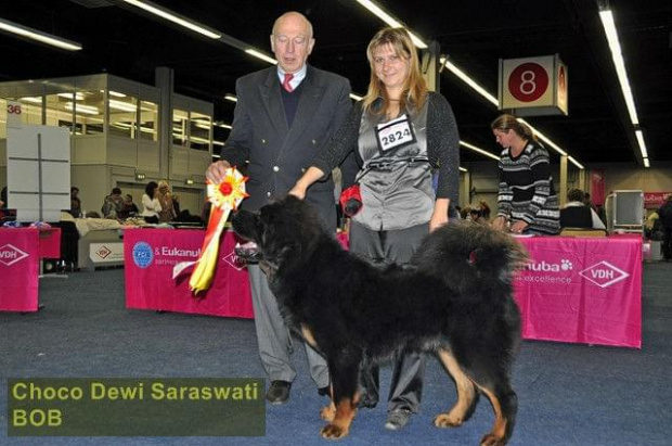 Choco Dewi Saraswati -Best Junior, Best Male, BOB - Dortmund 2011 #MastifTybetanski #MastifTybetański #psy #szczeniaki #SzczeniakiMastifaTybetańskiego #zwierzęta