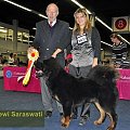 Choco Dewi Saraswati -Best Junior, Best Male, BOB - Dortmund 2011 #MastifTybetanski #MastifTybetański #psy #szczeniaki #SzczeniakiMastifaTybetańskiego #zwierzęta