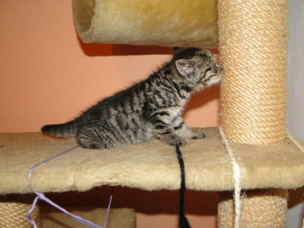 Koty do adopcji