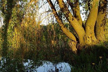 #staw #woda #wierzba #natura #wiosna