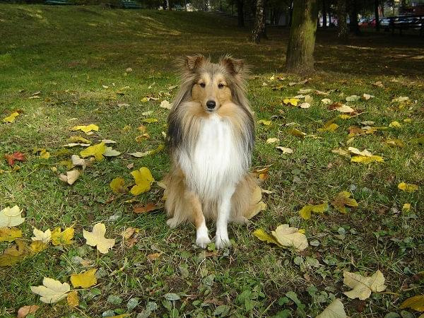 sheltie #SheltieOwczarekSzetlandzki