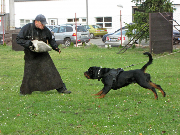 6 #amigo #psy #rottweiler