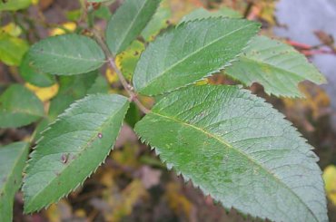 liść dzikiej róży #dzika #DzikaRóża #róża