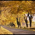 #jesień #droga #las #liście #kolory #drzewa