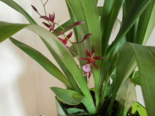 oncidium