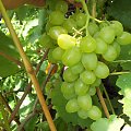 Biełyj Kokł #winnica #winogrona #Winorośl