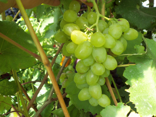 Biełyj Kokł #winnica #winogrona #Winorośl