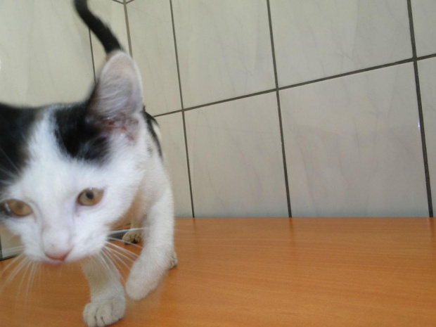 Koty do adopcji #adopcja #adopcje #Gliwice #kocięta #kot #kotki #koty #pomoc #przygarnę #schronisko #zaadoptuję #zwierzęta