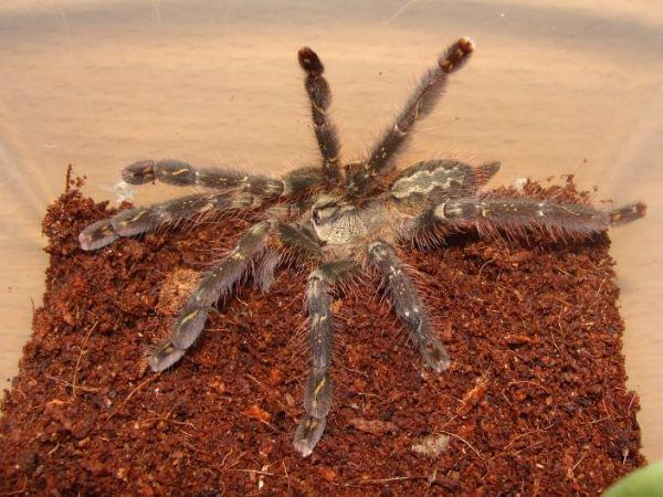 P. ornata l6/l7