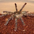 P. ornata l6/l7