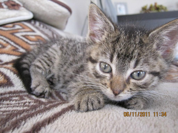 Koty do adopcji #adopcja #adopcje #Gliwice #kocięta #kot #kotki #koty #pomoc #przygarnę #schronisko #zaadoptuję #zwierzęta