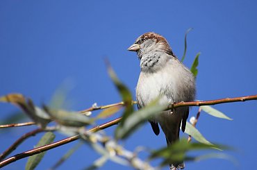oprócz błękitnego nieba #wróbel