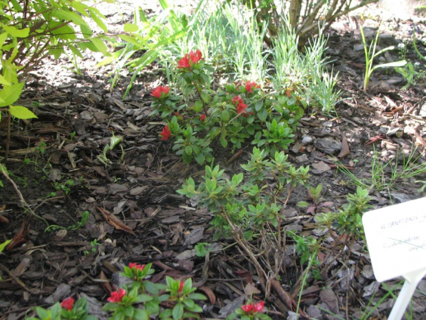 azalie i rhododendron karłowaty