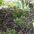 azalie i rhododendron karłowaty