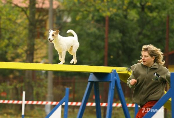 Agility, psy #Agility #psy