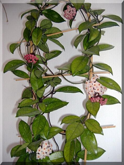 Hoya carnosa