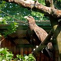 orzeł bielik zoo Ostrava #ptaki #zoo