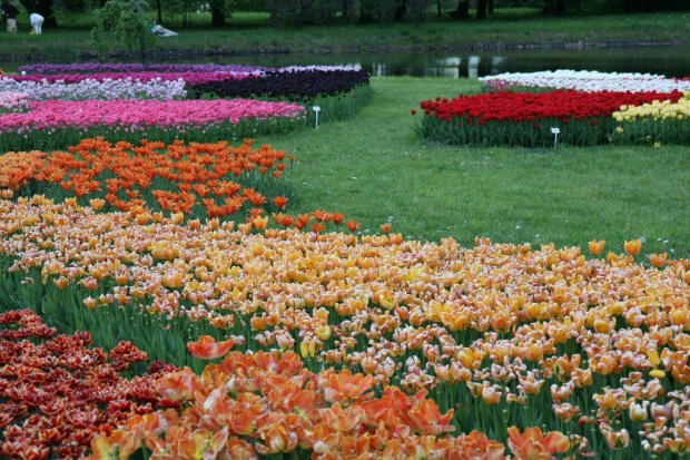 Różne odmiany tulipanów #OgródBotaniczny