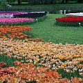 Różne odmiany tulipanów #OgródBotaniczny