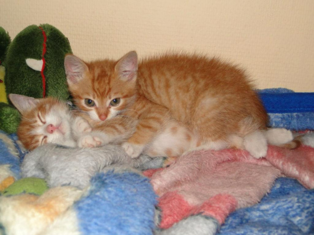 Koty do adopcji #adopcja #adopcje #Gliwice #kocięta #kot #kotki #koty #pomoc #przygarnę #schronisko #zaadoptuję #zwierzęta