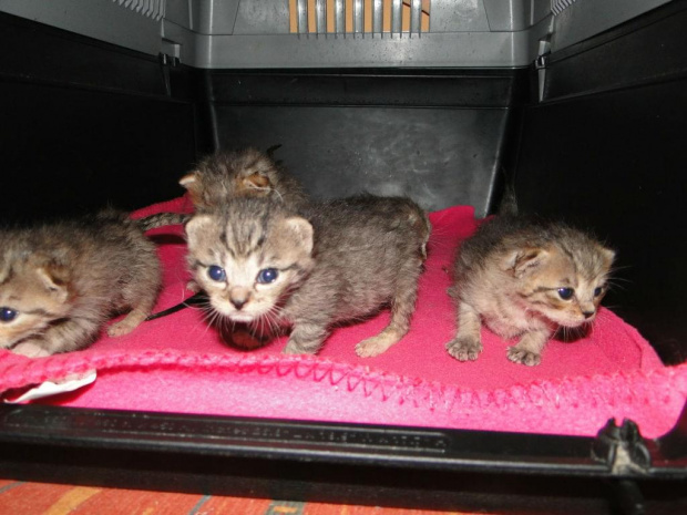 Koty do adopcji #adopcja #adopcje #Gliwice #kocięta #kot #kotki #koty #pomoc #przygarnę #schronisko #zaadoptuję #zwierzęta