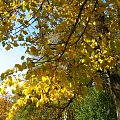 #natura #przyroda #jesień #drzewa #liście