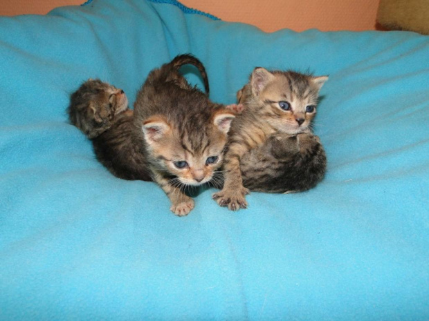 Koty do adopcji #adopcja #adopcje #Gliwice #kocięta #kot #kotki #koty #pomoc #przygarnę #schronisko #zaadoptuję #zwierzęta