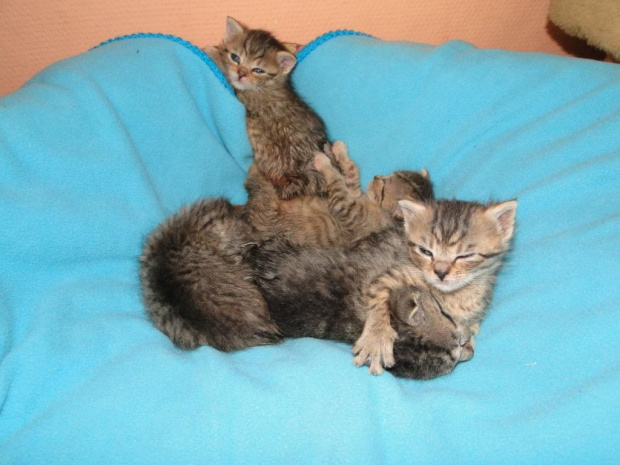 Koty do adopcji #adopcja #adopcje #Gliwice #kocięta #kot #kotki #koty #pomoc #przygarnę #schronisko #zaadoptuję #zwierzęta
