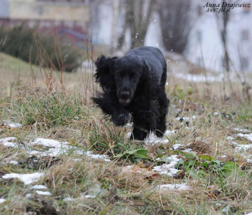 Świrek. #boisko #Luna #łąka #pies #śnieg #zima
