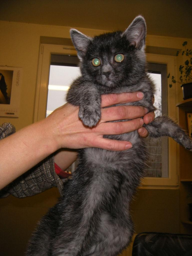 Koty do adopcji #adopcja #adopcje #Gliwice #kocięta #kot #kotki #koty #pomoc #przygarnę #schronisko #zaadoptuję #zwierzęta