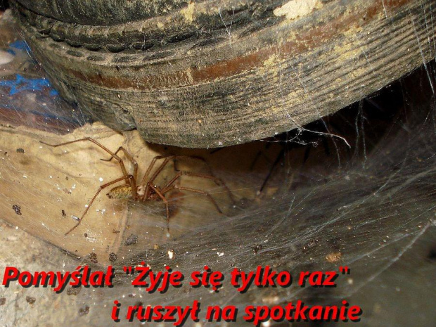 Tegenaria atrica - Kątnik większy #PająkKatnik