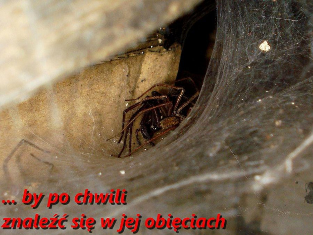 Tegenaria atrica - Kątnik większy #PająkKatnik