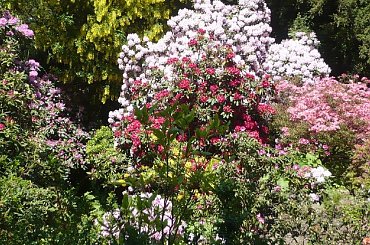 rododendrony i azalie #kwiaty #arboretum #rododendrony