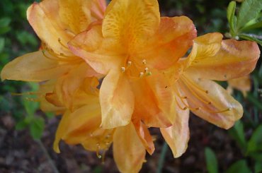 rododendrony :):) #kwiaty #azalie #rododendrony #arboretum