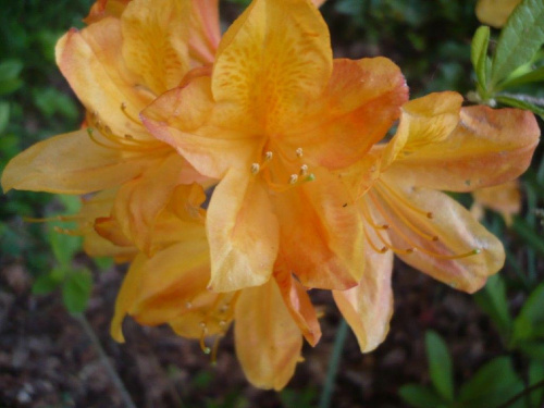 rododendrony :):) #kwiaty #azalie #rododendrony #arboretum