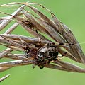 pająk opiekun #pająk #owady #natura #przyroda #pajęczyna