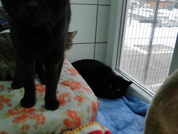 Koty do adopcji #adopcja #adopcje #Gliwice #kocięta #kot #kotki #koty #pomoc #przygarnę #schronisko #zaadoptuję #zwierzęta