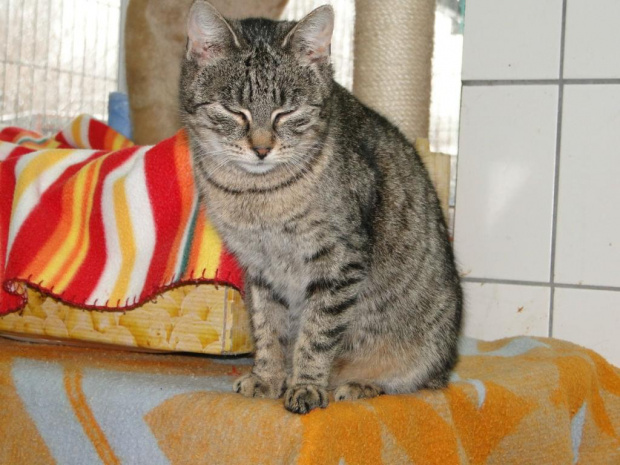 Koty do adopcji #adopcja #adopcje #Gliwice #kocięta #kot #kotki #koty #pomoc #przygarnę #schronisko #zaadoptuję #zwierzęta