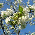 Jabłoń #Kwiat #drzewo #wiosna