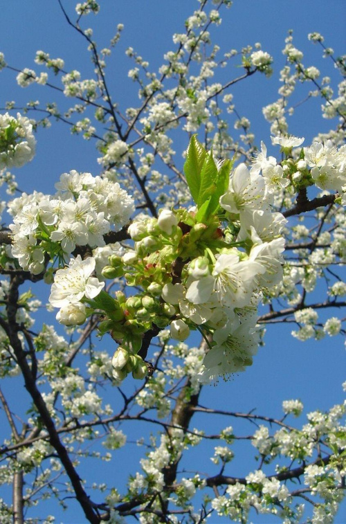 Jabłoń #Kwiat #drzewo #wiosna