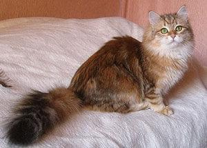 Solna Marcowe Migdały*PL - kotka syberyjska 8,5 miesiąca