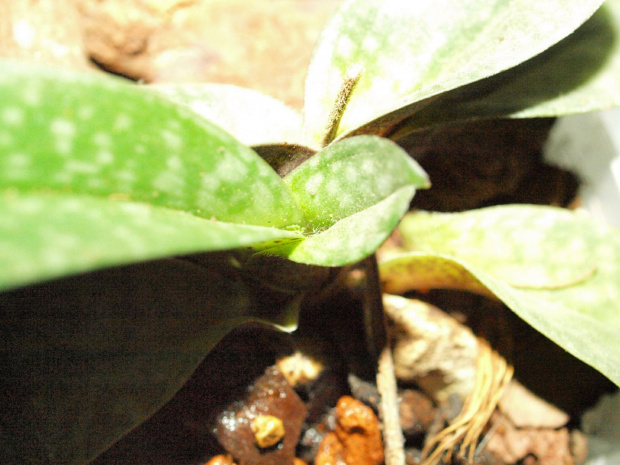 paph.niveum
