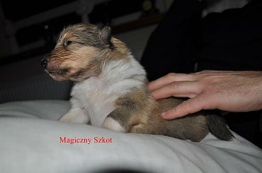 #collie #MagicznySzkot #szczenięta #szkockie