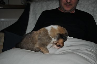 #collie #MagicznySzkot #szczenięta #szkockie