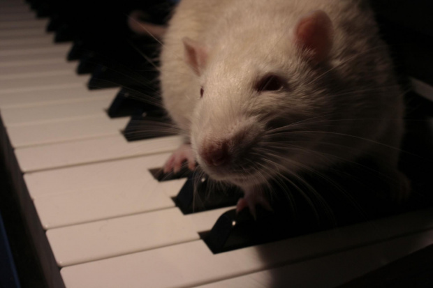Victor