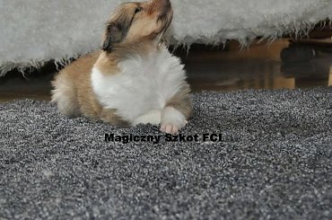 #CollieSzczenięta #MagicznySzkot