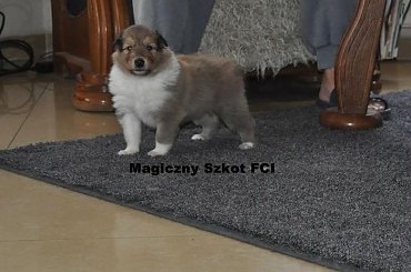 #CollieSzczenięta #MagicznySzkot