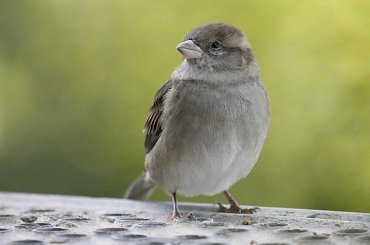 kkolejny wróbelek #ptak #wróbel